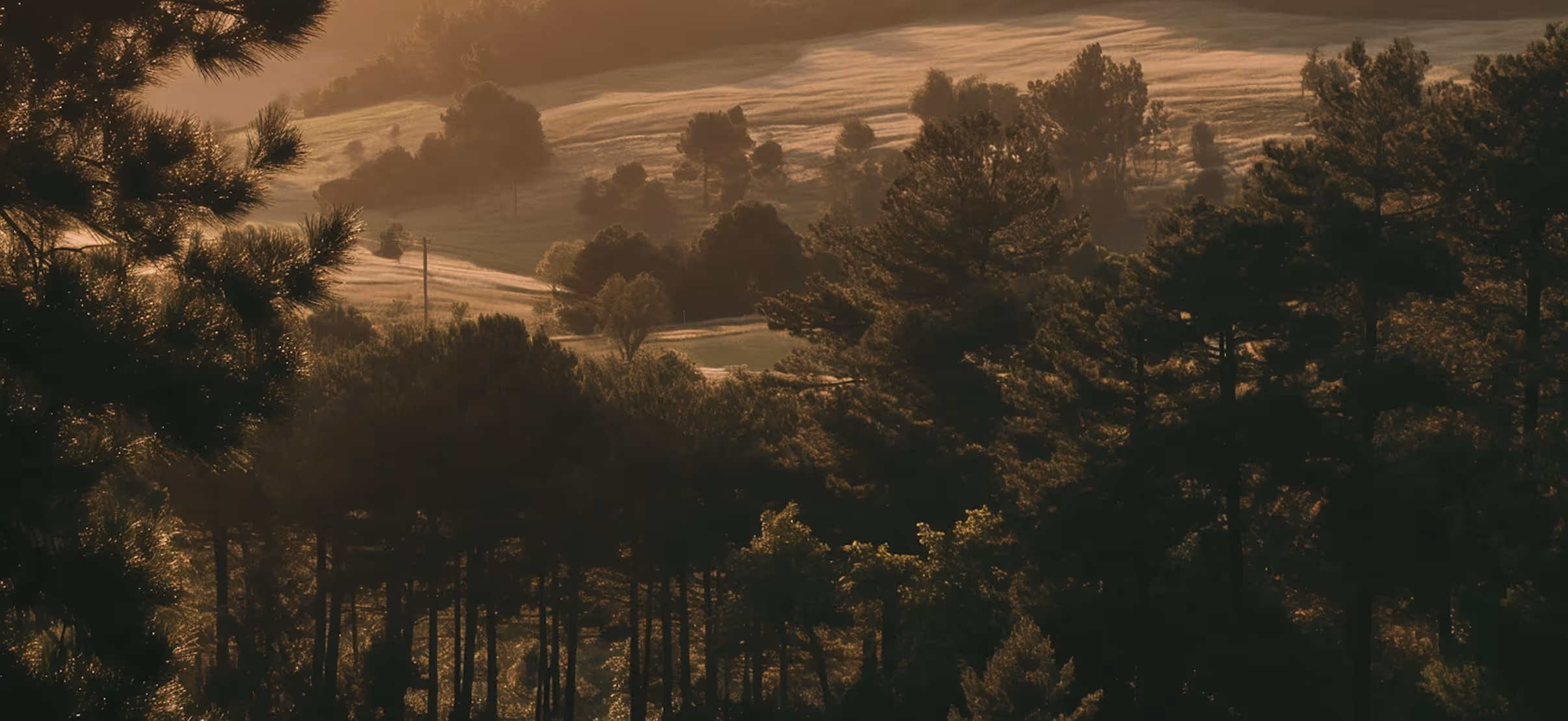 Sunlit forest with tall pine trees and rolling grassy hills in the background during golden hour.