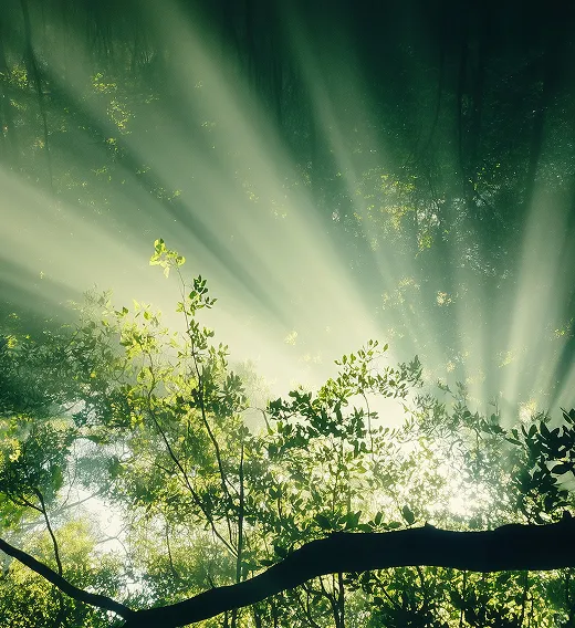 Sunlight streaming through dense green forest foliage creating bright rays.